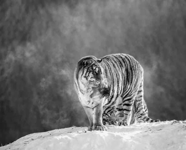 Sibirische Tiger Fressen Beute Auf Schneebedeckter Wiese Des Winterwaldes Schwarz — Stockfoto