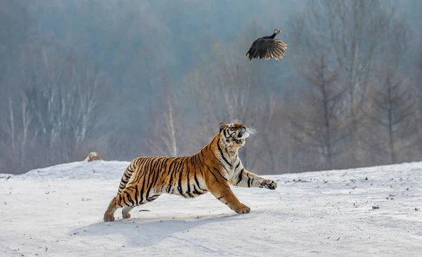 Sibirisk Tiger Jagar Flygande Byten Fågel Vinter Skog Sibirisk Tiger — Stockfoto