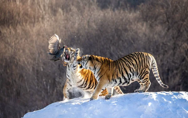 Sibiriska Tigrar Vinter Glade Fånga Höns Offer Sibirisk Tiger Park — Stockfoto