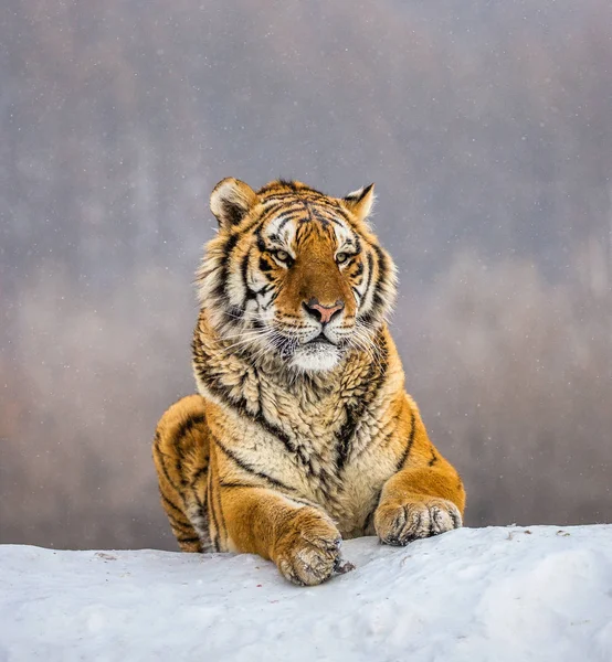 Wunderschöne Sibirische Liegen Auf Schnee Sibirische Tiger Park Hengdaohezi Park — Stockfoto