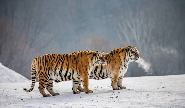 Two Siberian tigers standing on snowy meadow of winter forest, Siberian Tiger Park, Hengdaohezi park, Mudanjiang province, Harbin, China.