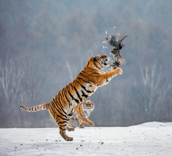 Siberian Tiger Jumping While Catching Prey Bird Wintry Forest Siberian — Stock Photo, Image