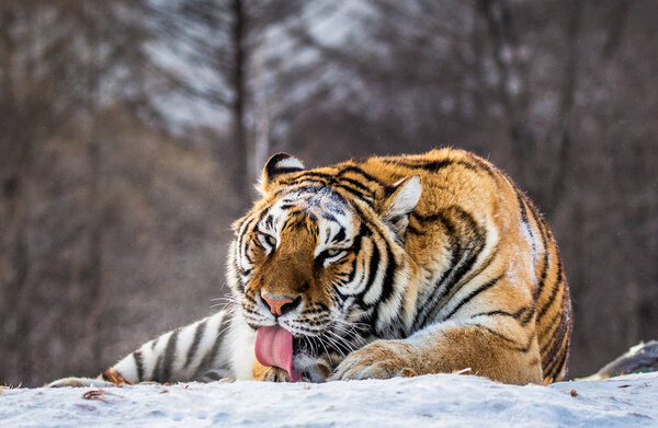 Siberian tiger licking fur on snow in forest, Siberian Tiger Park, Hengdaohezi park, Mudanjiang province, Harbin, China. 