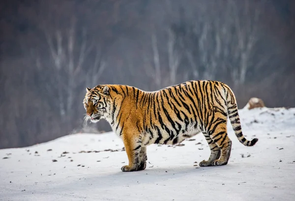 冬の森 シベリア虎公園 Hengdaohezi 牡丹江省ハルビン市の雪に覆われた草原 シベリアの虎 — ストック写真