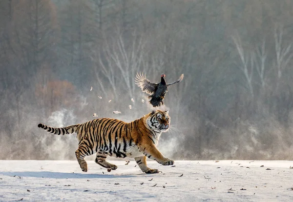 Siberian Tigre Caccia Preda Uccello Nella Foresta Invernale Siberian Tiger — Foto Stock