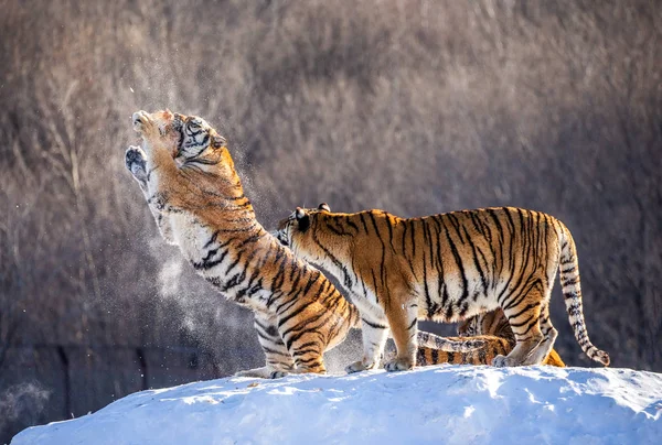 Σιβηρίας Τίγρεις Στο Χειμώνα Ξέφωτο Άλμα Και Σύλληψη Πτηνών Θήραμα — Φωτογραφία Αρχείου