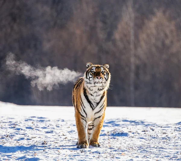 Szibériai Tigris Havas Rét Téli Erdő Szibériai Tigris Park Hengdaohezi — Stock Fotó