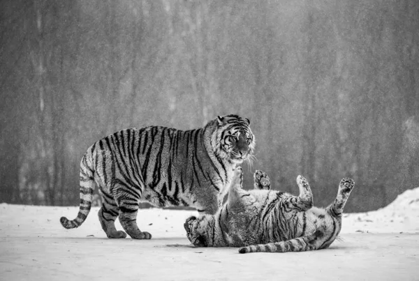 Sibirische Tiger Spielen Auf Verschneiten Wiesen Des Winterwaldes Sibirischer Tigerpark — Stockfoto