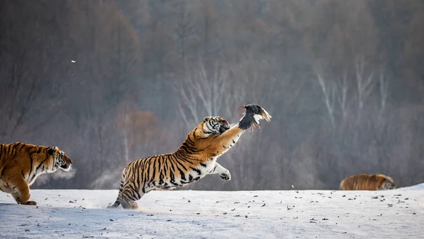 Siberian tigers hunting prey bird in winter forest, Siberian Tiger Park, Hengdaohezi park, Mudanjiang province, Harbin, China.