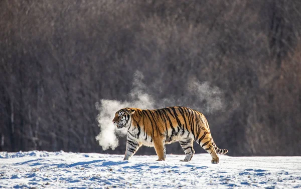 Sibirischer Tiger Auf Schneebedeckter Lichtung Dampfwolken Bei Strengem Frost Sibirischer — Stockfoto