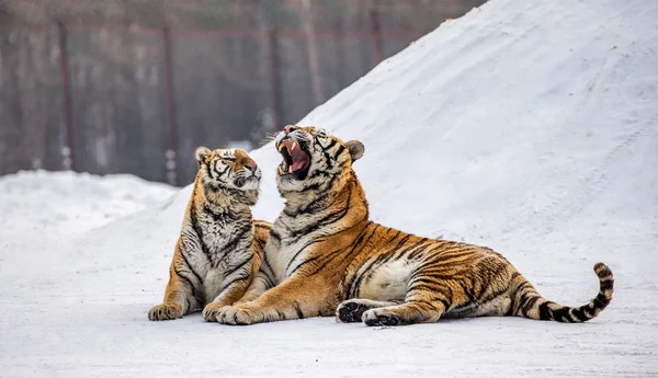 Δύο Τίγρεις Της Σιβηρίας Ξαπλωμένος Στο Χιονισμένο Λιβάδι Του Χειμώνα — Φωτογραφία Αρχείου
