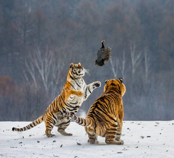 Сибирские Тигры Охотятся Птиц Снежном Лугу Зимнего Леса Сибирский Тигровый — стоковое фото