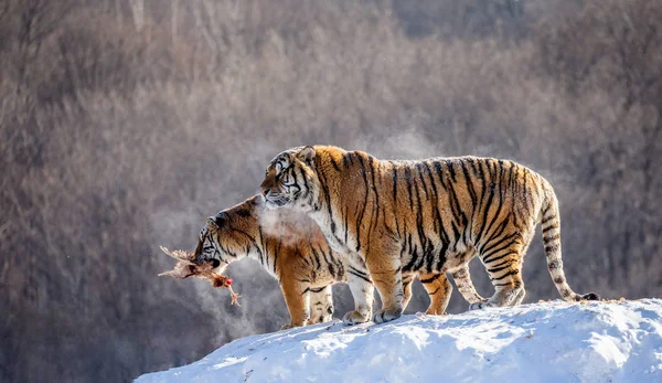 Siberian tigers standing on snow-covered hill with prey, Siberian Tiger Park, Hengdaohezi park, Mudanjiang province, Harbin, China.