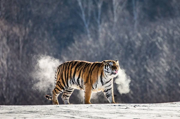 Сибірський Тигр Ходьба Snowy Галявині Хмару Пари Мороз Сибірський Тигр — стокове фото