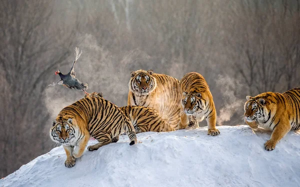 Siberian Tigers Watching Flying Prey Bird Winter Siberian Tiger Park — Stock Photo, Image
