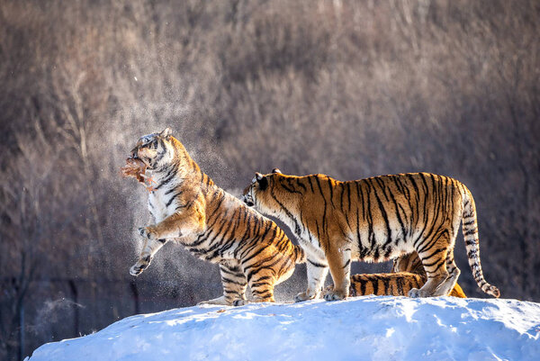 Siberian tigers in winter glade jumping and catching fowl prey, Siberian Tiger Park, Hengdaohezi park, Mudanjiang province, Harbin, China. 