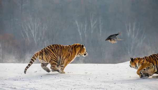 Siberische Tijgers Jagen Vederwild Winter Glade Siberische Tijger Park Hengdaohezi — Stockfoto