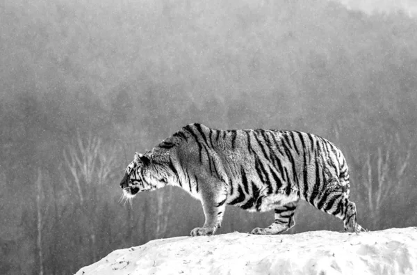 Tigre Sibérien Attentif Marchant Sur Forêt Enneigée Hiver Noir Blanc — Photo