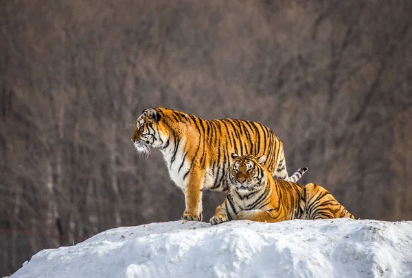 Two Siberian tigers on snow-covered hill in forest, Siberian Tiger Park, Hengdaohezi park, Mudanjiang province, Harbin, China.