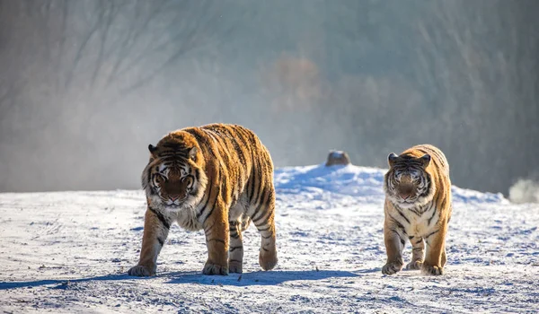 Пара Сибирских Тигров Снежном Лугу Сибирский Тигровый Парк Парк Хендаохэцзы — стоковое фото