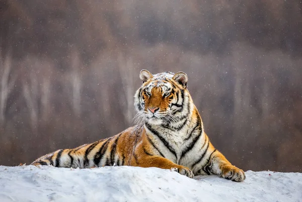 Tigre Siberiano Acostado Nieve Glade Parque Del Tigre Siberiano Parque —  Fotos de Stock