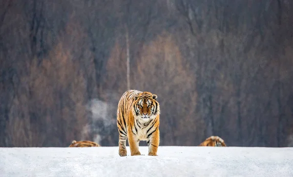 Сибирский Тигр Снежном Лугу Зимнего Леса Сибирский Тигровый Парк Парк — стоковое фото