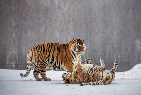 Siberian tigers playing on snowy meadow of winter forest, Siberian Tiger Park, Hengdaohezi park, Mudanjiang province, Harbin, China. 