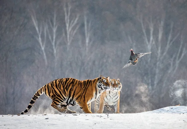 Group of Siberian tigers hunting on flying fowl in wintry forest, Siberian Tiger Park, Hengdaohezi park, Mudanjiang province, Harbin, China.