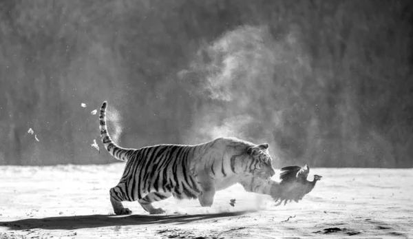 Sibirischer Tiger Jagt Winter Beutegeflügel Aktion Schwarz Und Weiß Sibirischer — Stockfoto