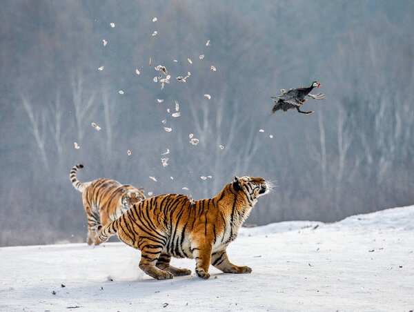 Siberian tigers hunting prey bird on snowy meadow, Siberian Tiger Park, Hengdaohezi park, Mudanjiang province, Harbin, China. 