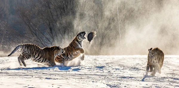 Grupo Tigres Siberianos Cazando Aves Rapaces Prados Nevados Bosque Invierno — Foto de Stock