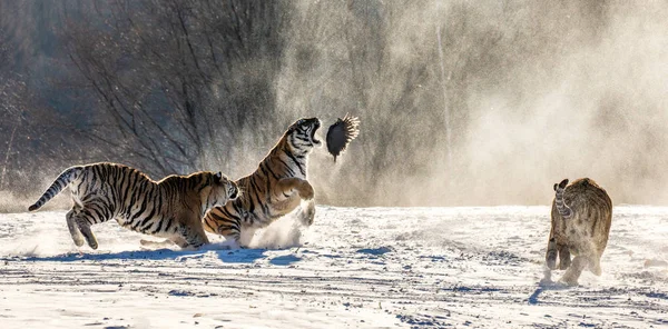 Group of Siberian tigers hunting on prey fowl on snowy meadow of winter forest, Siberian Tiger Park, Hengdaohezi park, Mudanjiang province, Harbin, China.