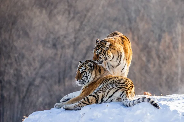 Siberian tigers standing on hill in winter forest, Siberian Tiger Park, Hengdaohezi park, Mudanjiang province, Harbin, China.