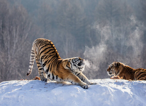 Siberian tiger stretching while standing on snowy meadow in forest, Siberian Tiger Park, Hengdaohezi park, Mudanjiang province, Harbin, China. 