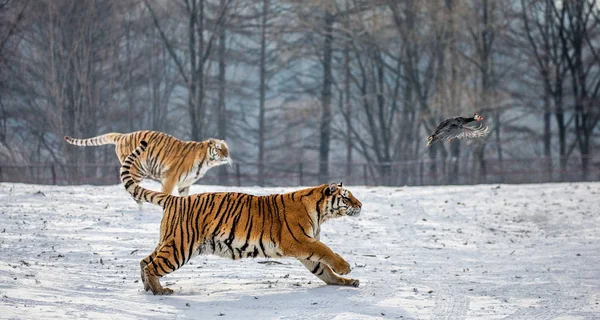 Tigres Siberianos Persiguiendo Aves Rapaces Prados Nevados Parque Del Tigre — Foto de Stock