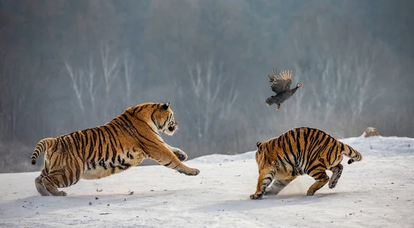 Tigres Siberianos Cazando Aves Caza Claro Invierno Parque Del Tigre — Foto de Stock