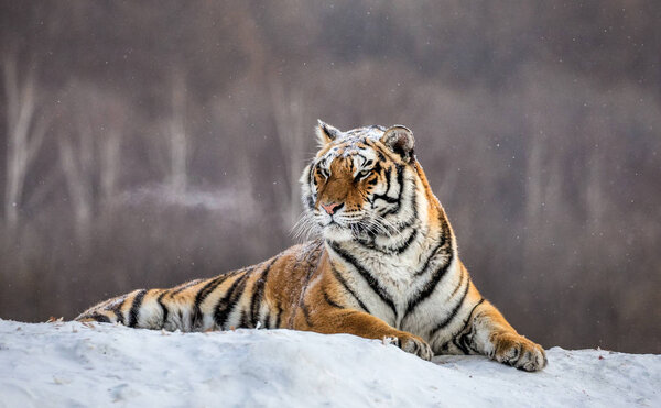 Siberian tiger lying on snow in glade, Siberian Tiger Park, Hengdaohezi park, Mudanjiang province, Harbin, China. 