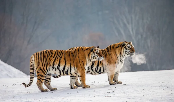 Deux Tigres Sibériens Debout Sur Prairie Enneigée Forêt Hiver Sibérie — Photo