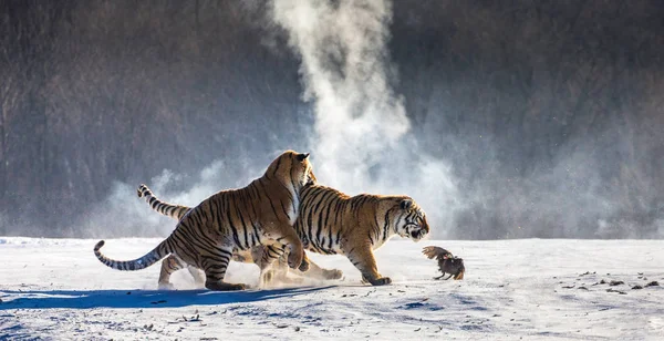Grupo Tigres Siberianos Caçando Aves Clareira Nevada Parque Tigre Siberiano — Fotografia de Stock