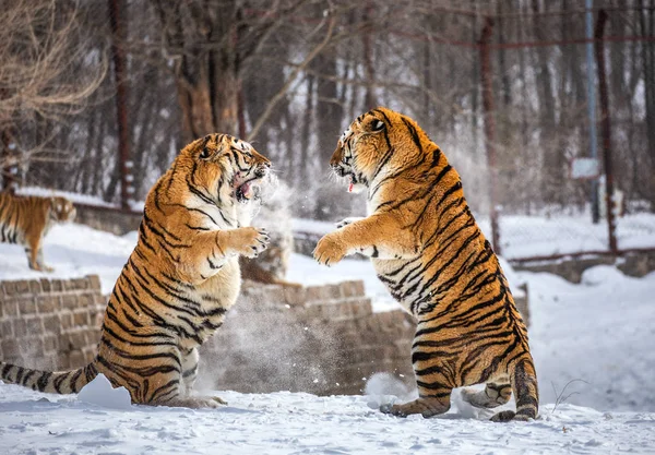 Sibirya Kaplanları Oynarken Karlı Glade Sibirya Kaplanı Park Hengdaohezi Park — Stok fotoğraf