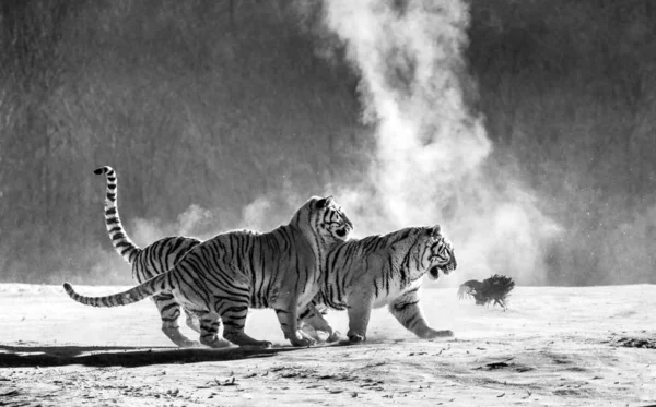 Group of Siberian tigers hunting on fowl in snowy glade in black and white, Siberian Tiger Park, Hengdaohezi park, Mudanjiang province, Harbin, China.