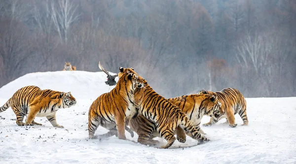 Group of Siberian tigers hunting game bird in snowy glade, Siberian Tiger Park, Hengdaohezi park, Mudanjiang province, Harbin, China.