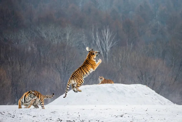 Siberian tiger catching prey in jump in wintry forest glade, Siberian Tiger Park, Hengdaohezi park, Mudanjiang province, Harbin, China.