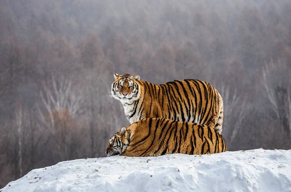 Dos Tigres Siberianos Colina Cubierta Nieve Bosque Siberian Tiger Park — Foto de Stock