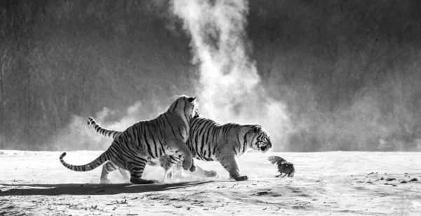 Group of Siberian tigers hunting on fowl in snowy glade in black and white, Siberian Tiger Park, Hengdaohezi park, Mudanjiang province, Harbin, China.