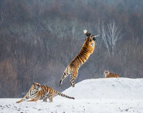 Siberian tiger catching prey in jump in wintry forest glade, Siberian Tiger Park, Hengdaohezi park, Mudanjiang province, Harbin, China.
