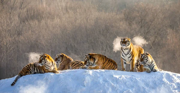 Tigres Siberianos Prado Nevado Bosque Invierno Parque Del Tigre Siberiano — Foto de Stock