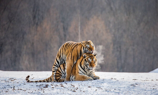Pair of Siberian tigers mating on snowy meadow of winter forest, Siberian Tiger Park, Hengdaohezi park, Mudanjiang province, Harbin, China. 