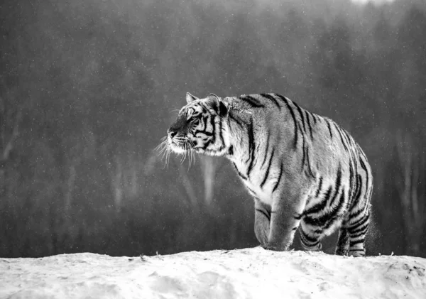 Aufmerksamer Sibirischer Tiger Auf Schneebedecktem Winterwald Schwarz Weiß Sibirischer Tigerpark — Stockfoto