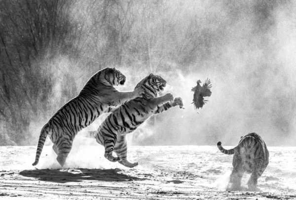 Group of Siberian tigers hunting on prey fowl on snowy meadow of winter forest in black and white, Siberian Tiger Park, Hengdaohezi park, Mudanjiang province, Harbin, China.